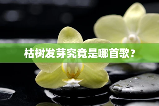枯树发芽究竟是哪首歌？