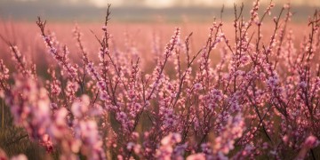 十里桃花究竟是首什么歌？
