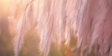 杨柳依一花优香到底是什么歌？