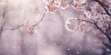 歌词有我爱你的日文歌叫什么？