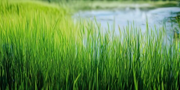 草满池塘水满陂出自什么歌？